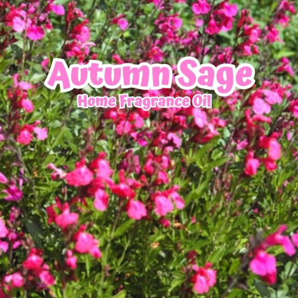 Aromatherapy Oil Diffuser Oil Home Fragrance Oil SAGE Bundle - Picture 7 of 11